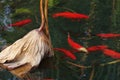 A few red brocarded carp in lotus pool Royalty Free Stock Photo